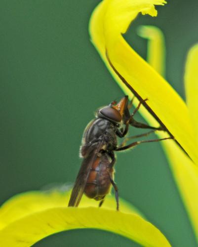 Réf. 302 416 : Rhingia campestris